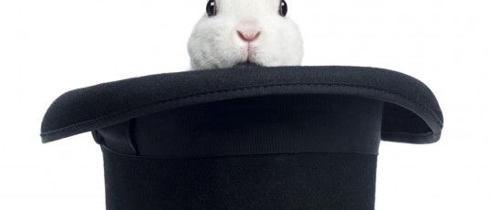 Mini rex rabbit appearing from a top hat, isolated