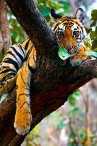 Tiger perched atop a tree - rare animal behaviour picture as tiger usually don't climb trees.
