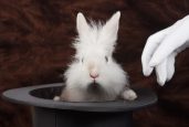 rabbit in a top hat
