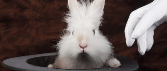 rabbit in a top hat